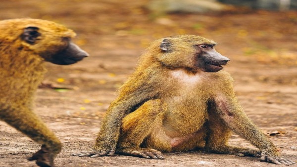 7-Day Best of Ghana Tour